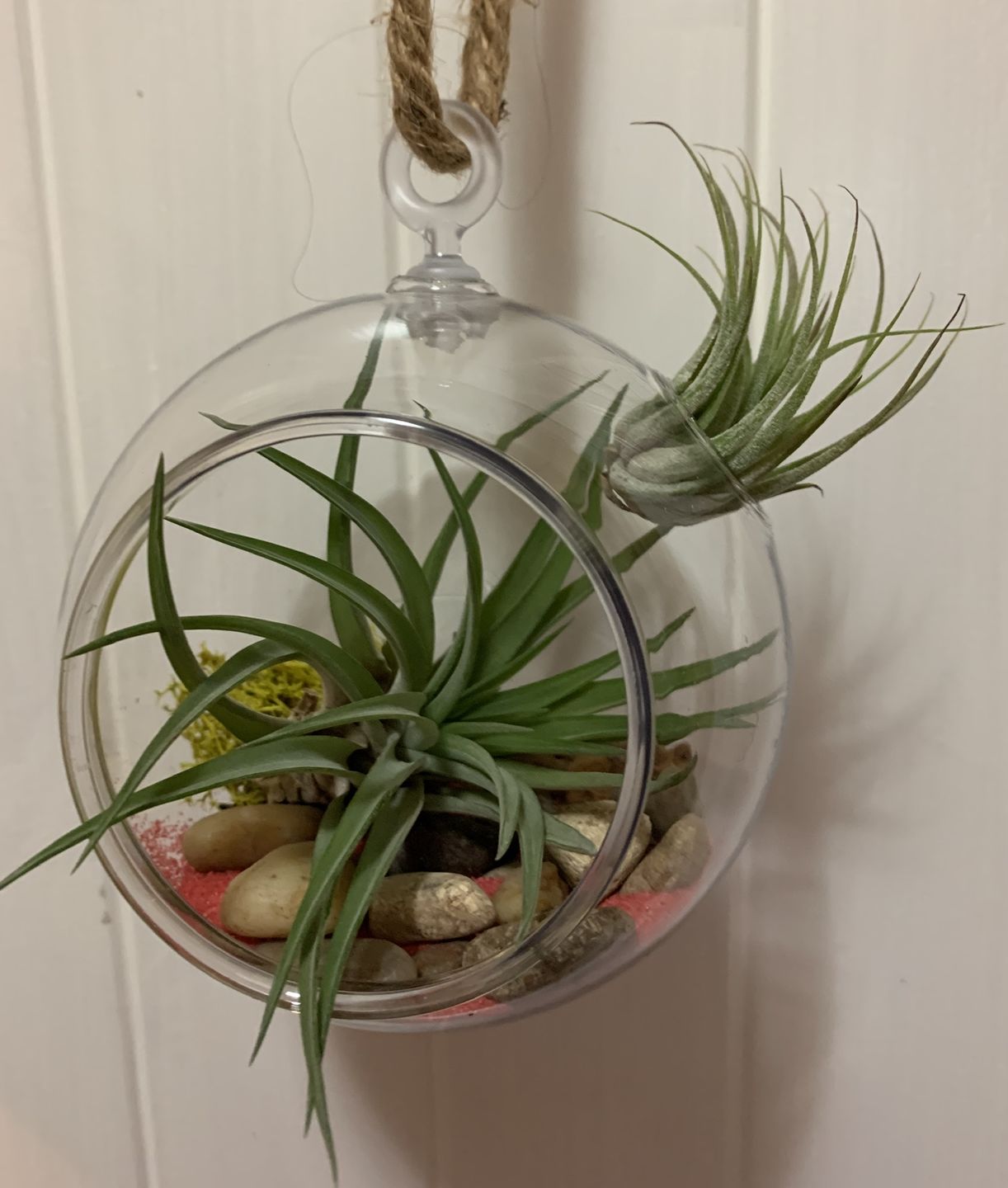 Customer photo review of B Quality Ionantha Variety 3 Pack  ($0.75 Per Plant)