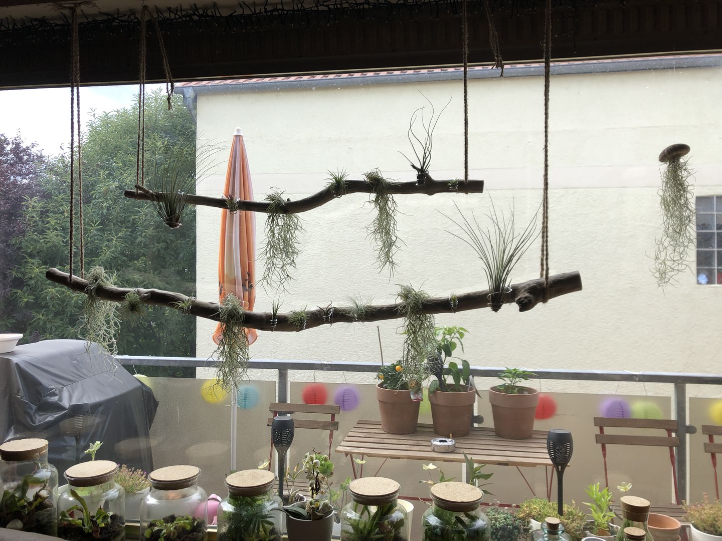 Customer photo review of Tillandsia butzii