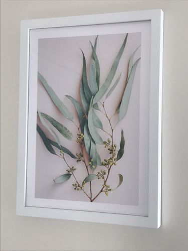 Customer photo review of Eucalyptus on Blush