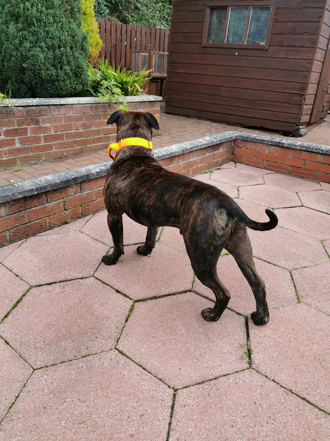 Customer photo review of 4cm Combat® Collar | With Handle & Rated Clip - Orange v2.0