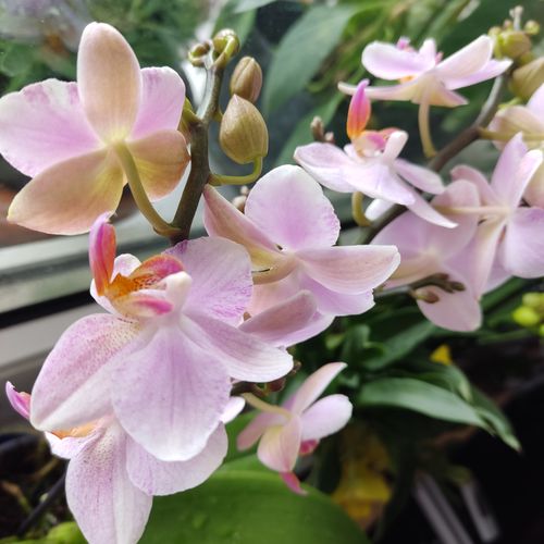 Customer photo review of Cocktail Orchidee mit gelben und roten Blüten