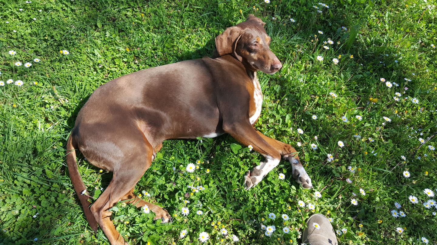 Customer photo review of LECURPET MAXI (60 cpr) – Contro l’osteoartrite di cani e gatti