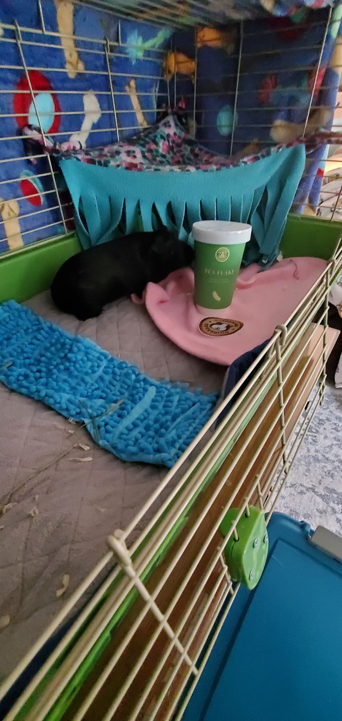 Customer photo review of GuineaDad Nourish Series - Herbal Supplement Healthy Treats for Guinea Pigs