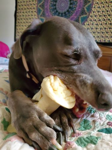 Customer photo review of Cow Ears For Dogs