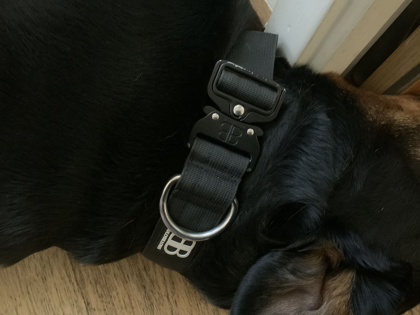 Customer photo review of 4cm Combat® Collar | Rated Clip - NO HANDLE - Black v2.0