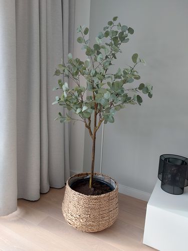 Customer photo review of Eucalyptus Kunstboom 160cm