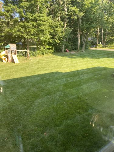 Customer photo review of GCI Turf Cool Blue Grass Seed