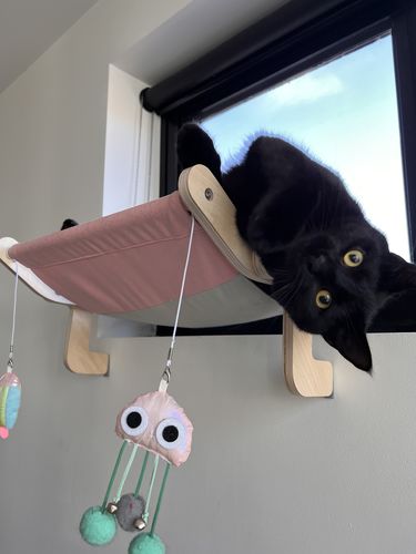 Customer photo review of Supermarcat Sturdy Cat Window Perch Hammock