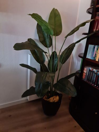 Customer photo review of Bananen Kunstplant 180cm