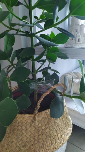 Customer photo review of Mon petit oiseau - Le Jardin de Mamie®