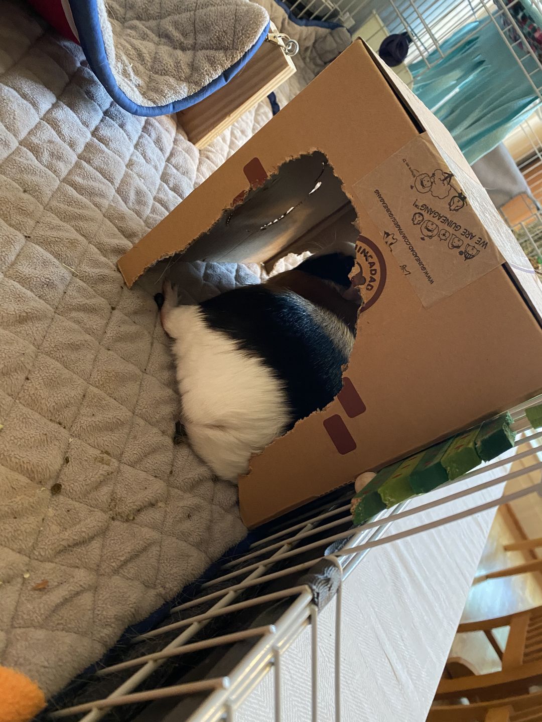 Customer photo review of GuineaDad Crunchy Condo - Pack of 3