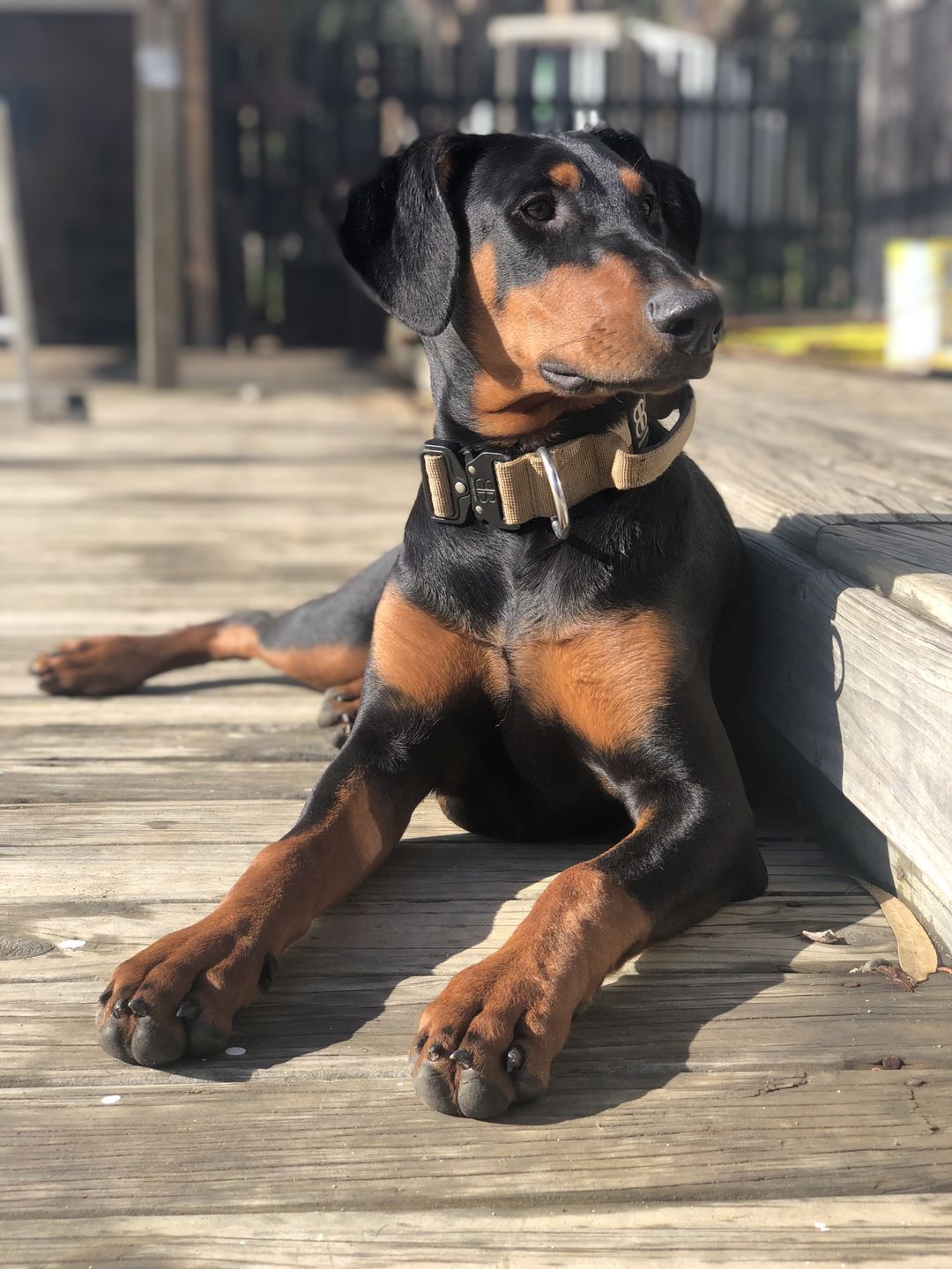 Customer photo review of 4cm Combat® Collar | With Handle & Rated Clip - Military Tan v2.0