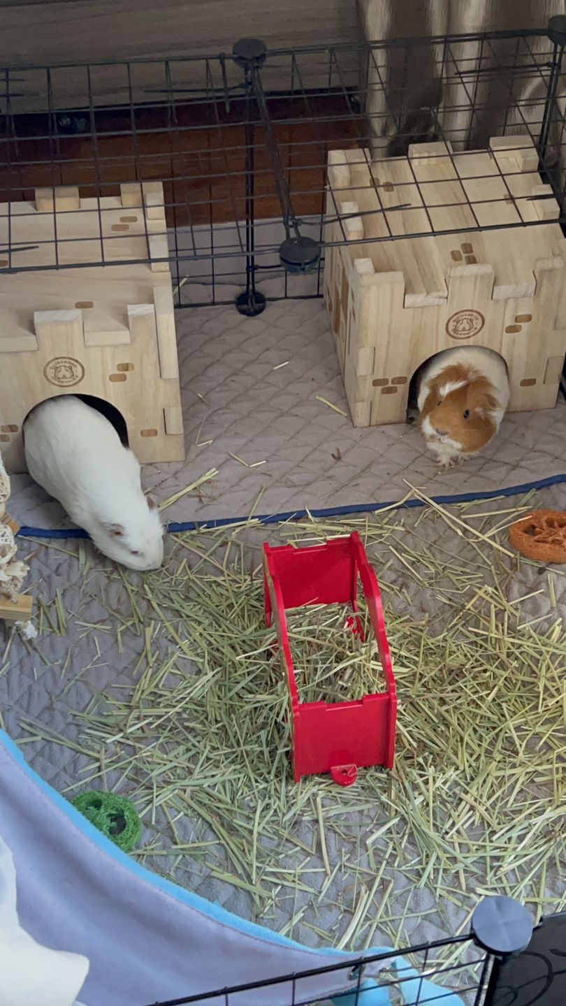 Customer photo review of GuineaDad Queen's Castle