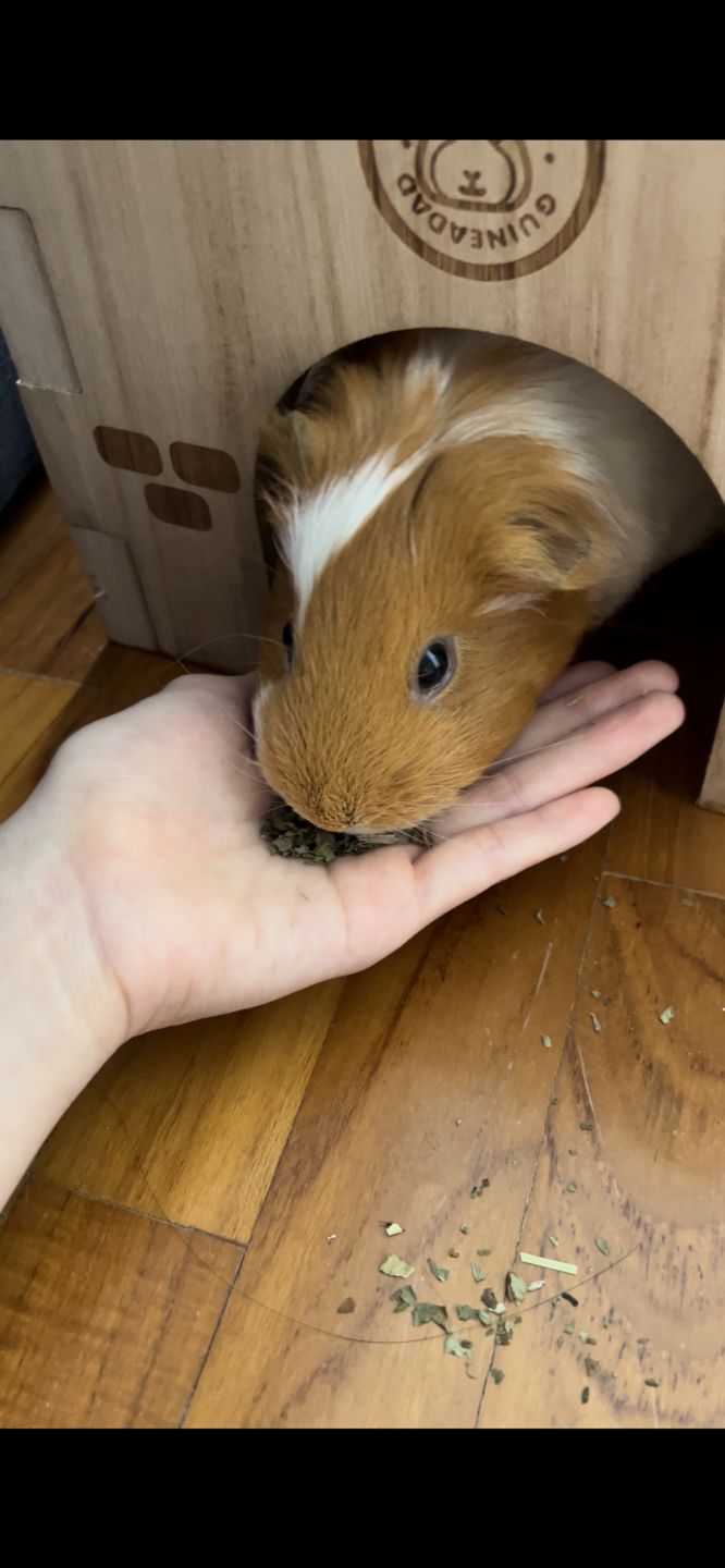 Customer photo review of GuineaDad Nourish Series - Herbal Supplement Healthy Treats for Guinea Pigs