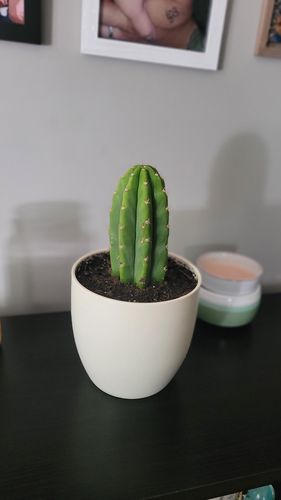 Customer photo review of San Pedro Cactus | Extra Small | Echinopsis pachanoi