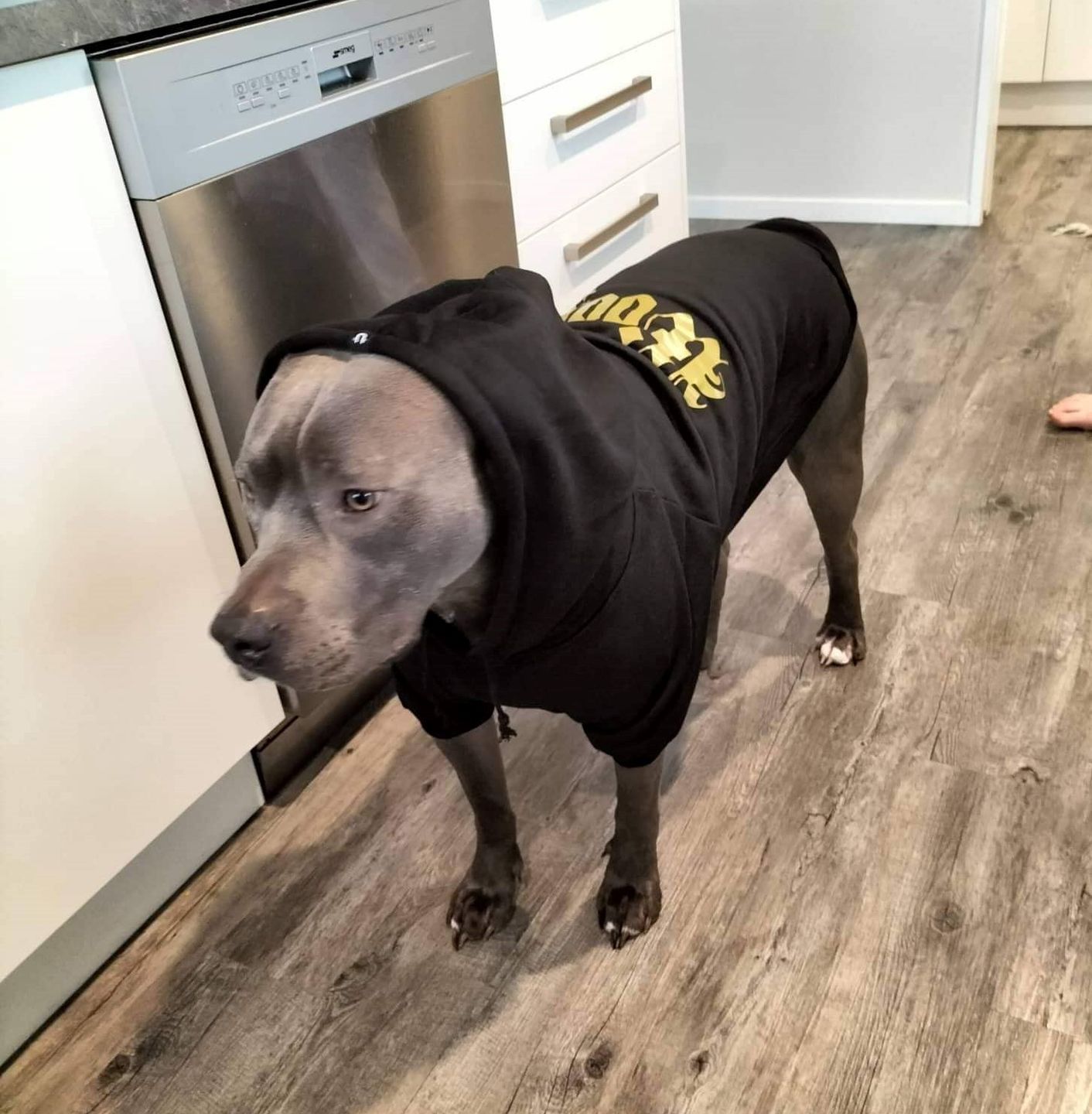 Customer photo review of Gangsta Yapper Dog Hoodie - Personalised