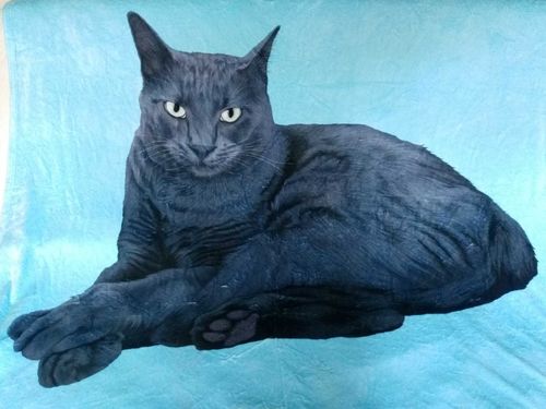 Customer photo review of Custom Pet Print Fleece Blanket