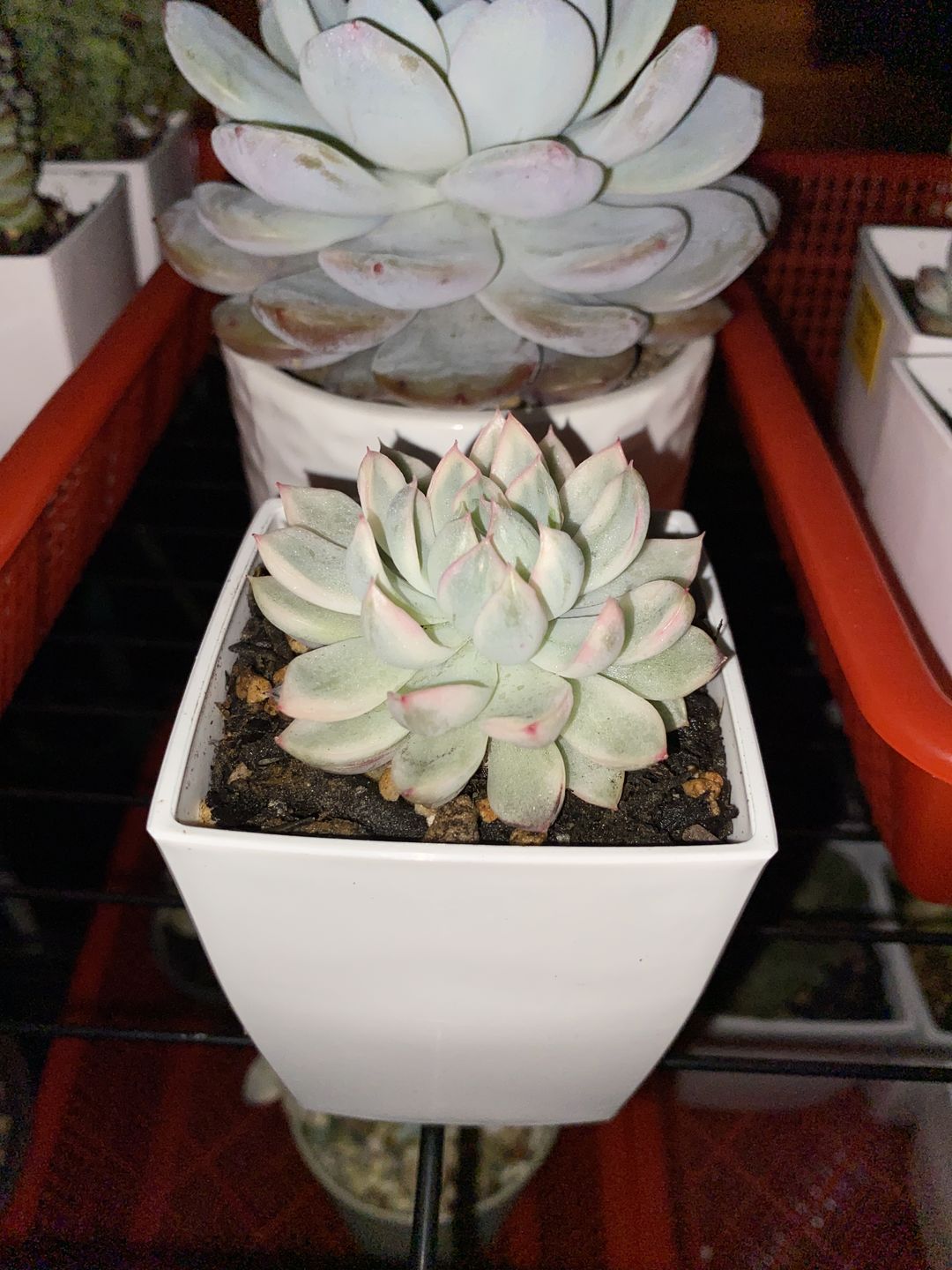 Customer photo review of Echeveria Mebina Variegated