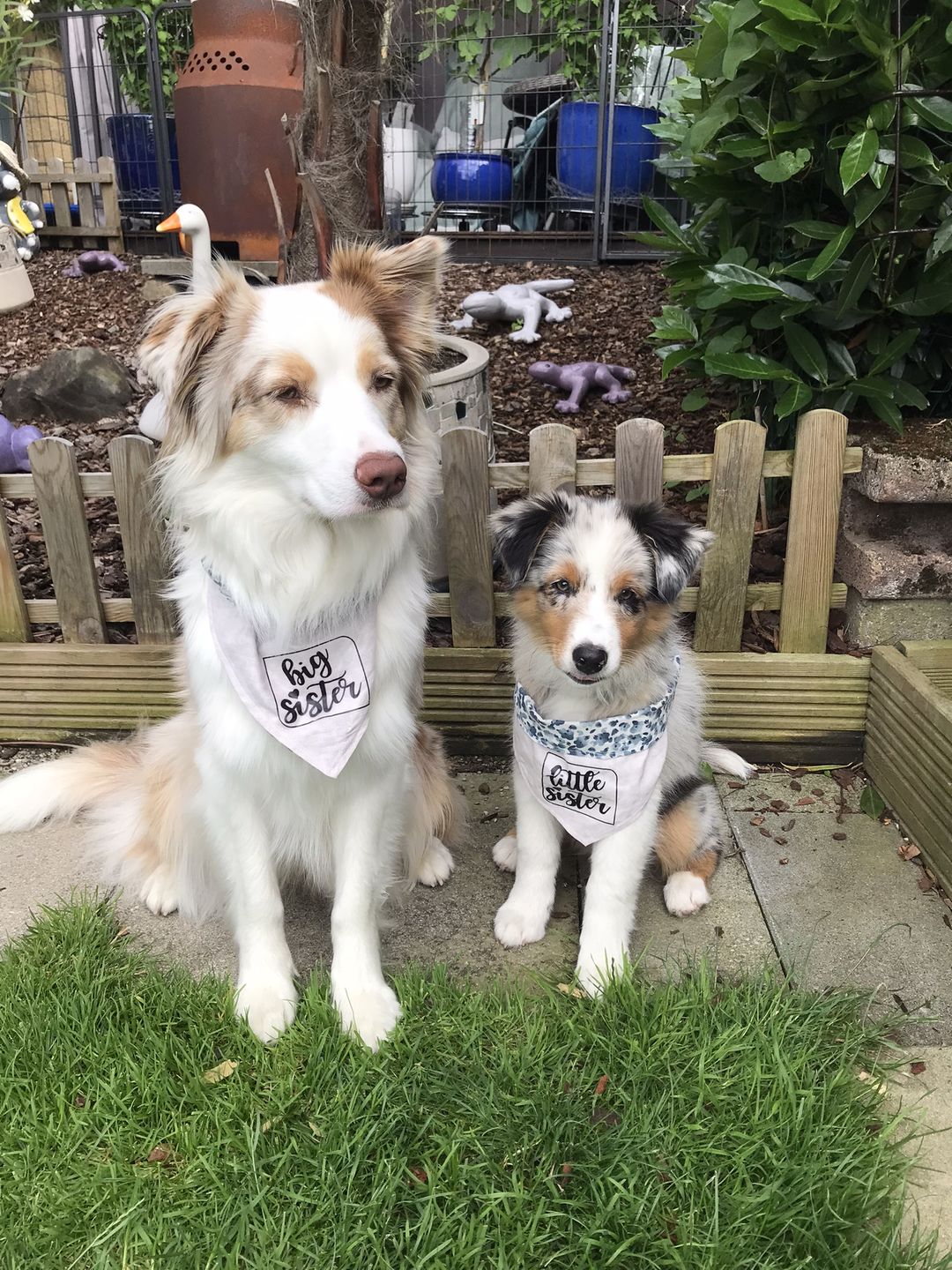 Customer photo review of Hundekekse - Kürbis-Huhn - 2 mg CBD - Total 480 mg CBD