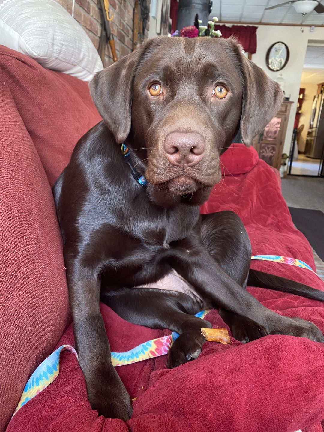 Customer photo review of Daily Support - Full Spectrum Hemp CBD Oil - For All Pets Over 20 Pounds