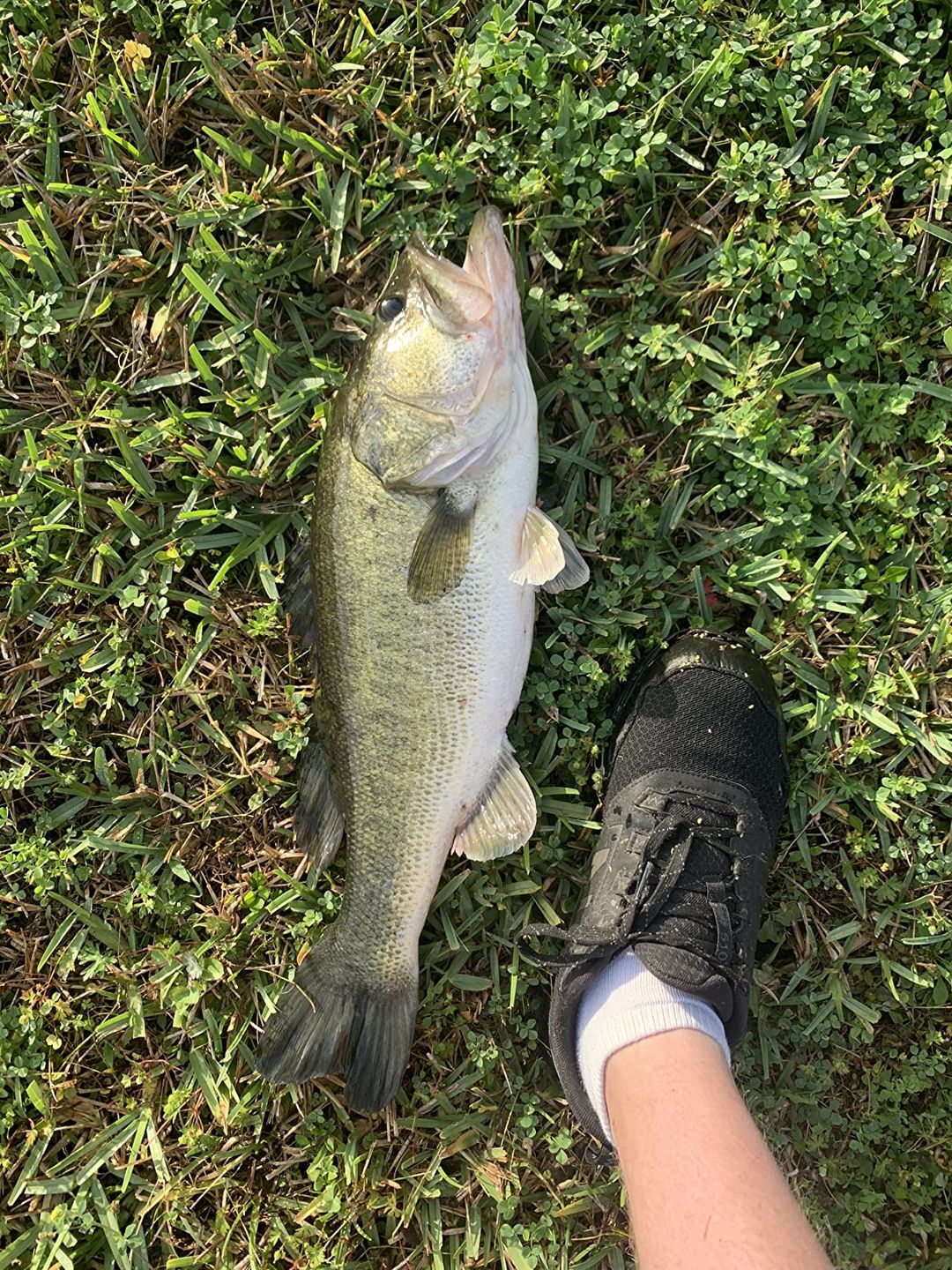 Customer photo review of Swimmax Fishing Lure | Eight-Segmented | BKK Hook |  Easy Catch | Rattling with Noise | Heavy-Duty Dyneema Fiber Joint | Jointed Swimbait for Bass & Trout & Crappie