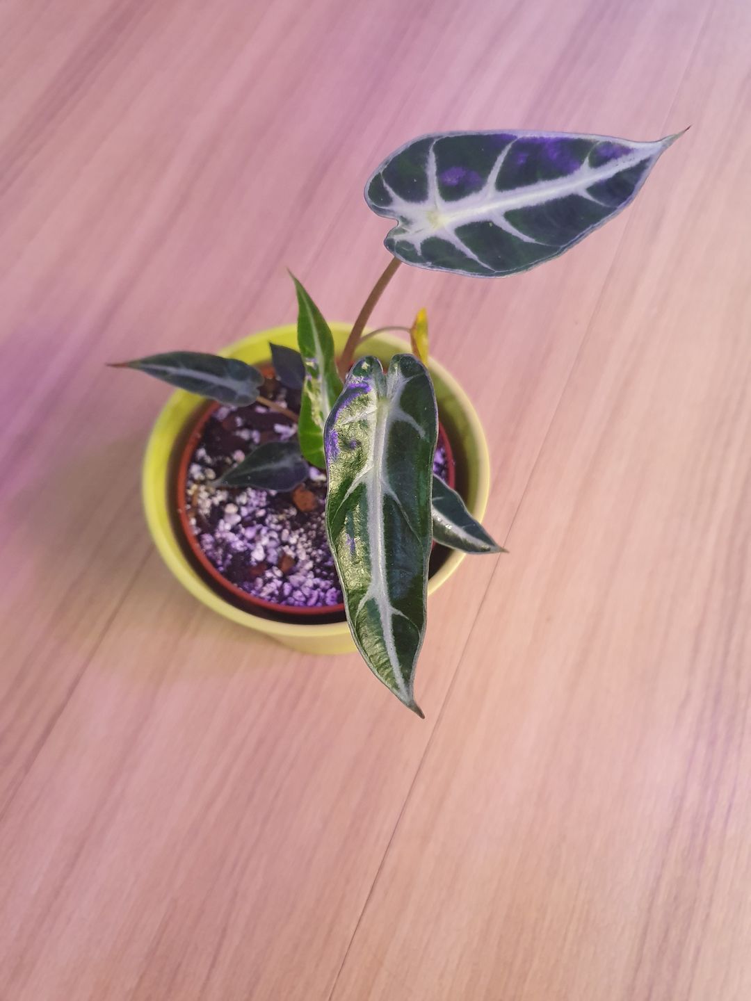 Customer photo review of ALOCASIA BAMBINO