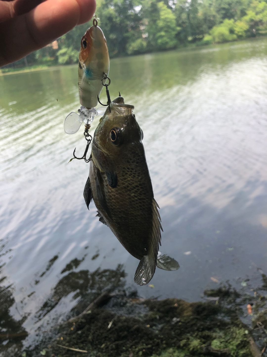 Customer photo review of TRUSCEND PoPobait with BKK Hooks, Top Water Whopper Plopper Fishing Lures for Bass Walleye Pike Catfish, Floating Lure for Freshwater or Saltwater Amazing Lures Fishing Gifts for Family Fishing [WM]