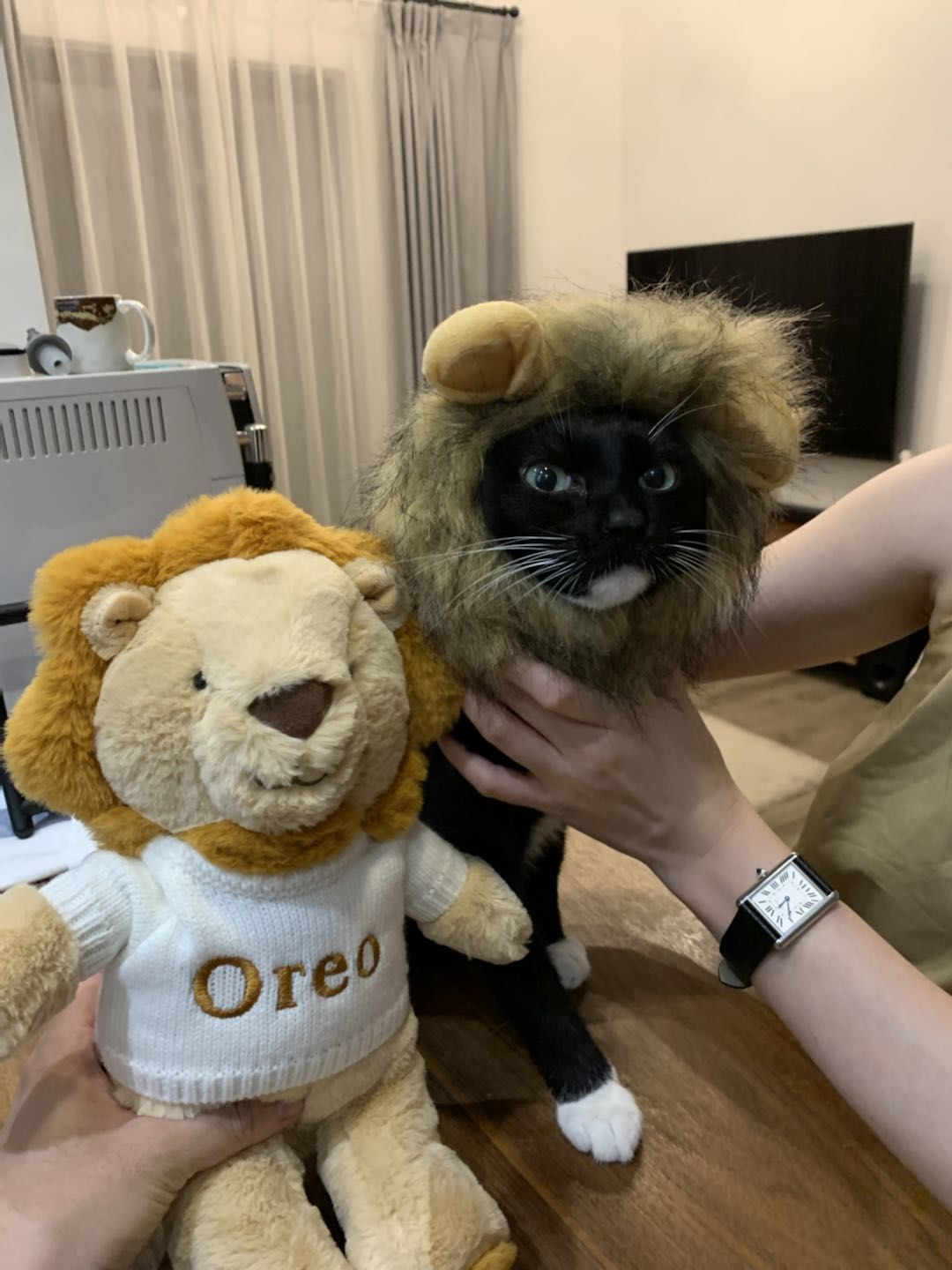 Customer photo review of Bradly the Lion - Jollyhugs™ Collection