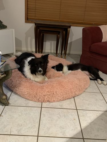 Customer photo review of Pawz Non-Removable Calming Pet Bed