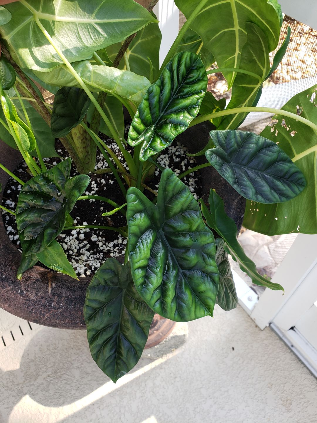 Customer photo review of 4" Alocasia sinuata
