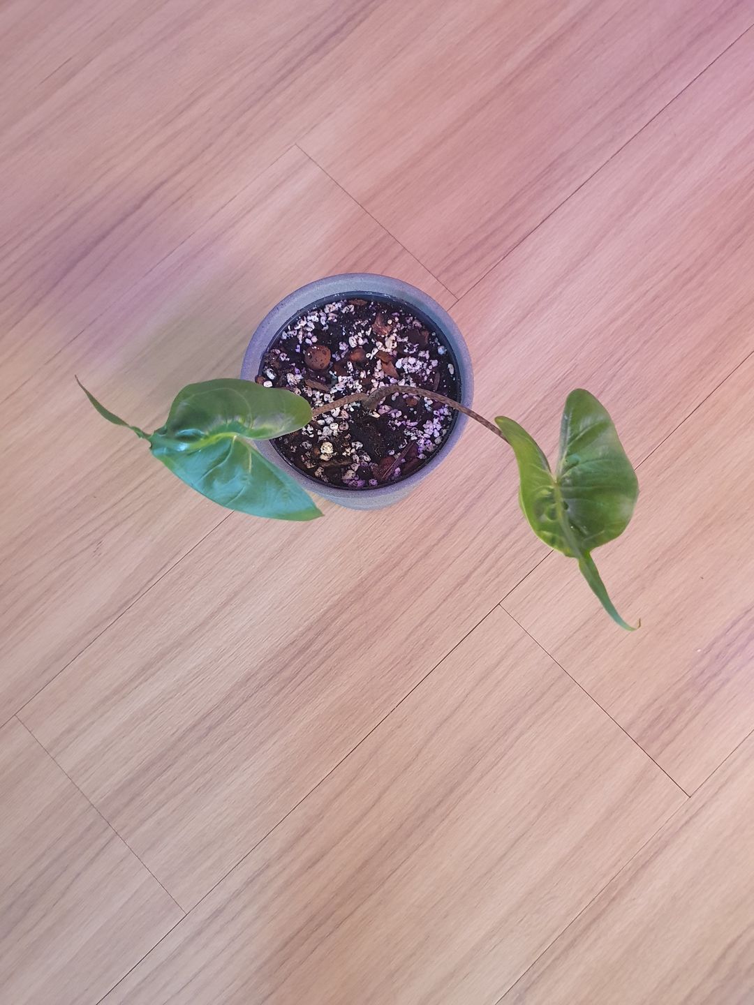Customer photo review of ALOCASIA STINGRAY