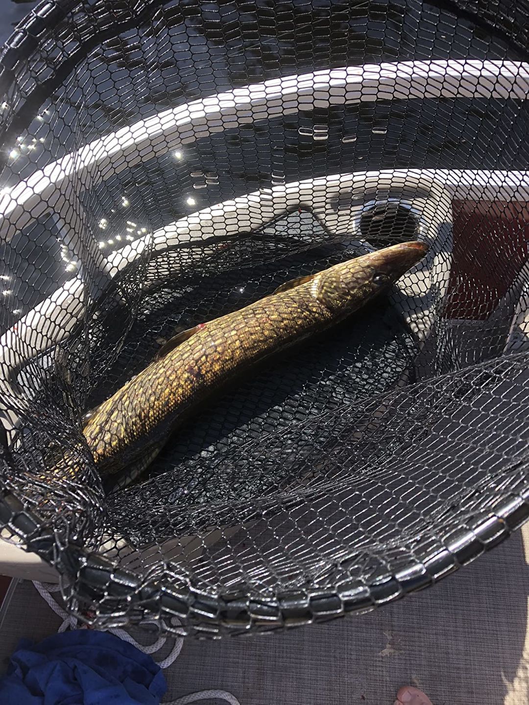 Customer photo review of Swimmax Fishing Lure | Eight-Segmented | BKK Hook |  Easy Catch | Rattling with Noise | Heavy-Duty Dyneema Fiber Joint | Jointed Swimbait for Bass & Trout & Crappie