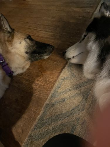 Customer photo review of Digital Dogs