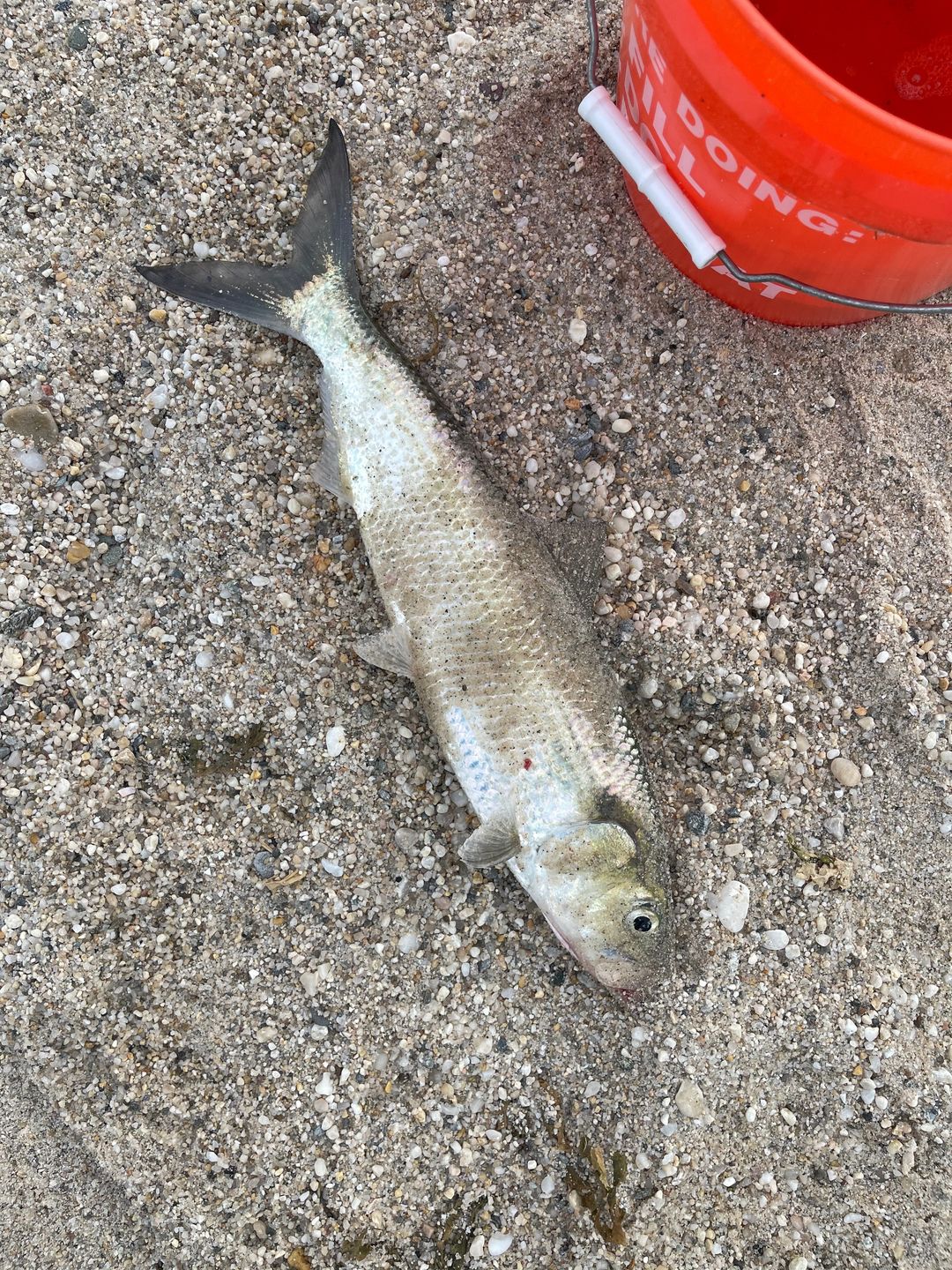 Customer photo review of Swimmax Fishing Lure | Eight-Segmented | BKK Hook |  Easy Catch | Rattling with Noise | Heavy-Duty Dyneema Fiber Joint | Jointed Swimbait for Bass & Trout & Crappie