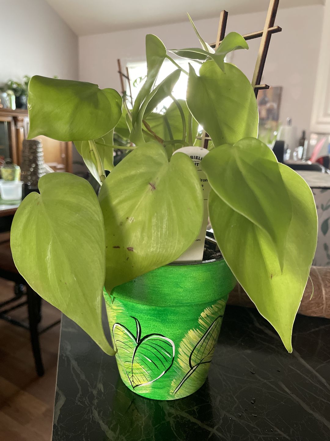 Customer photo review of 4" Philodendron hederaceum