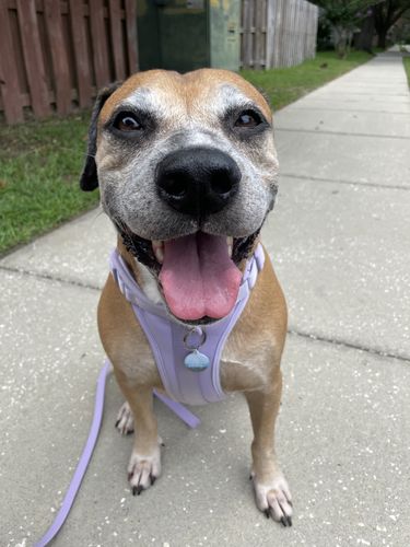 Customer photo review of Explorer