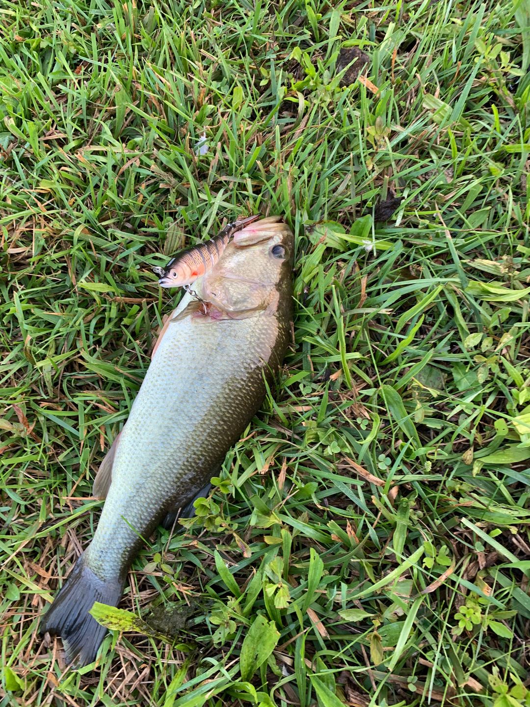 Customer photo review of Swimmax Fishing Lure | Eight-Segmented | BKK Hook |  Easy Catch | Rattling with Noise | Heavy-Duty Dyneema Fiber Joint | Jointed Swimbait for Bass & Trout & Crappie