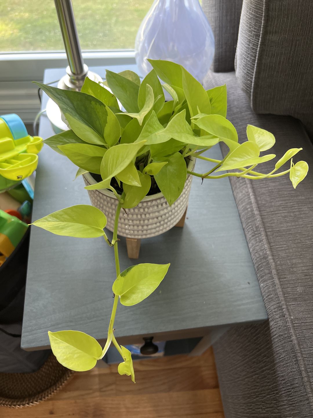 Customer photo review of 4" Pothos Epipremnum aureum 'Neon'