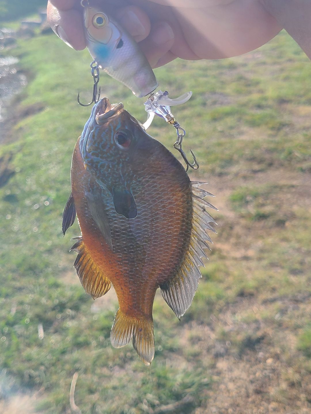 Customer photo review of TRUSCEND PoPobait with BKK Hooks, Top Water Whopper Plopper Fishing Lures for Bass Walleye Pike Catfish, Floating Lure for Freshwater or Saltwater Amazing Lures Fishing Gifts for Family Fishing [WM]