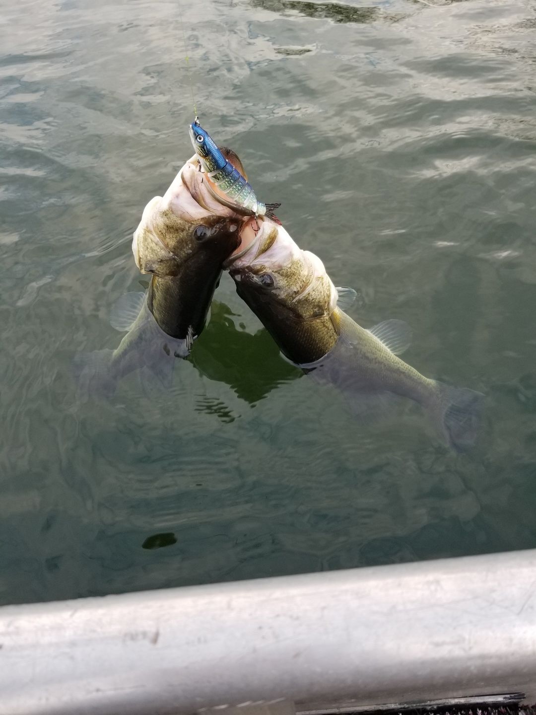 Customer photo review of Swimmax Fishing Lure | Eight-Segmented | BKK Hook |  Easy Catch | Rattling with Noise | Heavy-Duty Dyneema Fiber Joint | Jointed Swimbait for Bass & Trout & Crappie