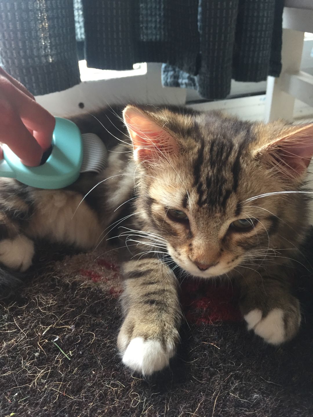 Customer photo review of Cat Hair Removal Massaging Shell Comb
