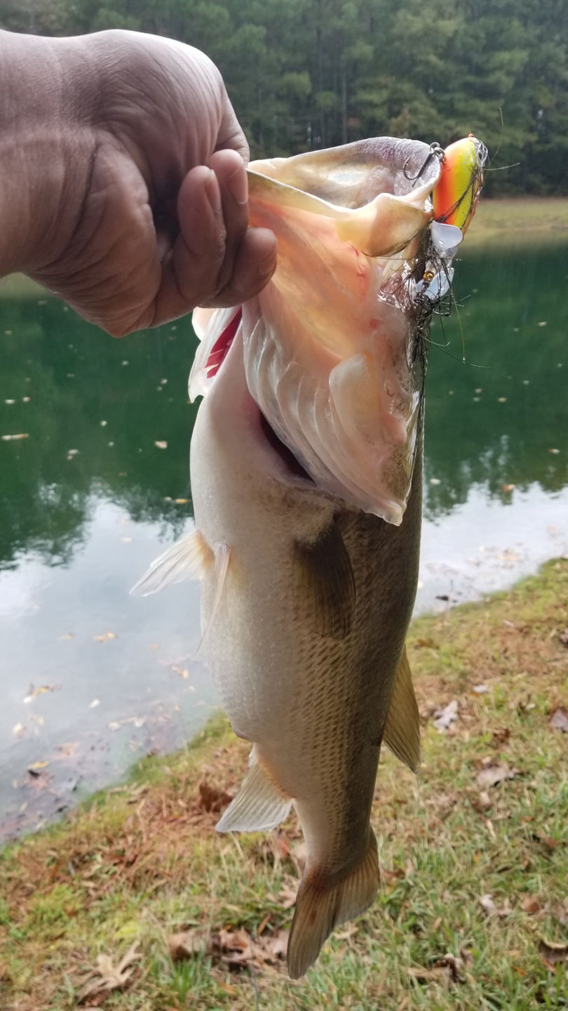 Customer photo review of PoPobait Topwater Revenge Plopper Lure