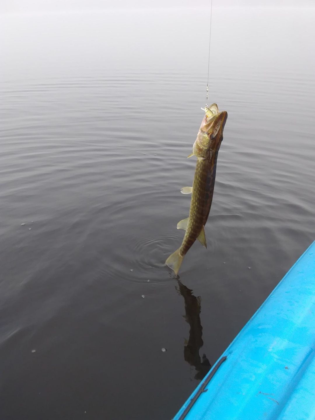Customer photo review of Swimmax Fishing Lure | Eight-Segmented | BKK Hook |  Easy Catch | Rattling with Noise | Heavy-Duty Dyneema Fiber Joint | Jointed Swimbait for Bass & Trout & Crappie
