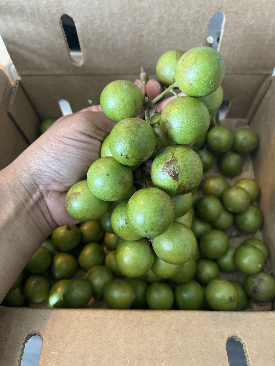 Customer photo review of Mamoncillo (Guinep) Box