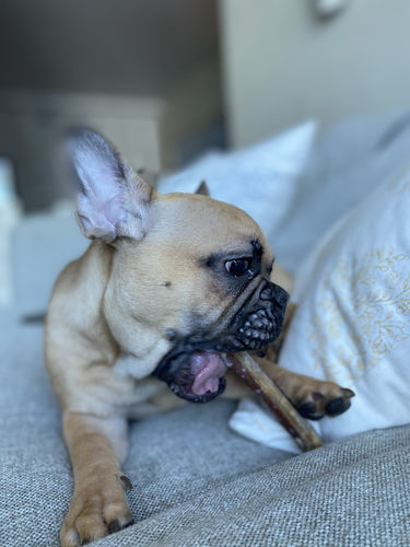 Customer photo review of 12 Inch Thin Bully Sticks