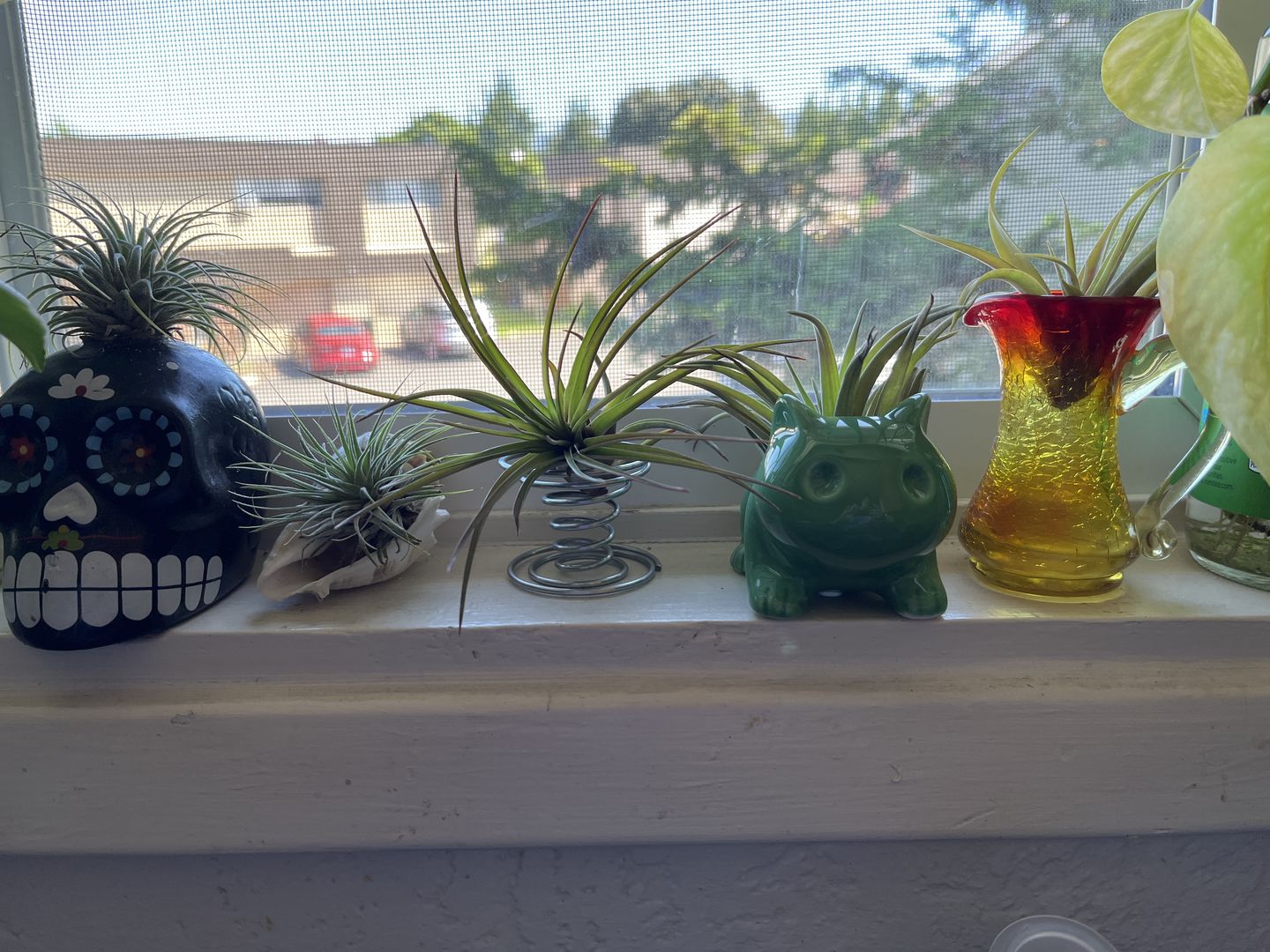 Customer photo review of Bulbasaur Planter  (Includes Drainage Hole For Non Air Plants)