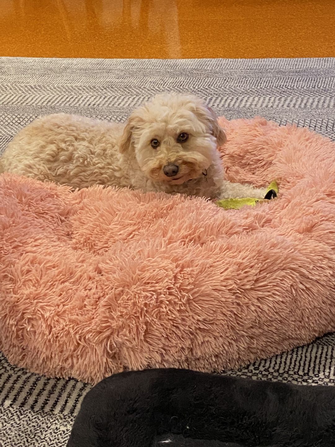Customer photo review of Premium Calming Bed