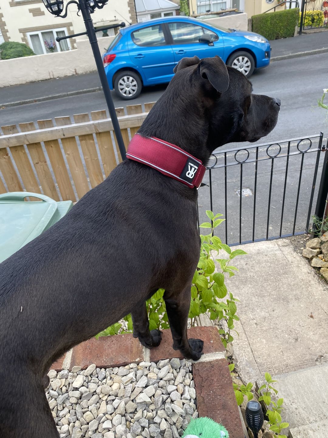 Customer photo review of 5cm RR Collar | Soft Padded & Reflective | Series 2 - Burgundy