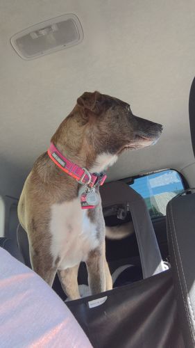 Customer photo review of Pink