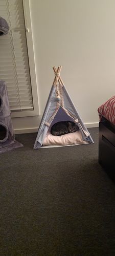 Customer photo review of Teepee Pet Tent with Cushion Pet Bed